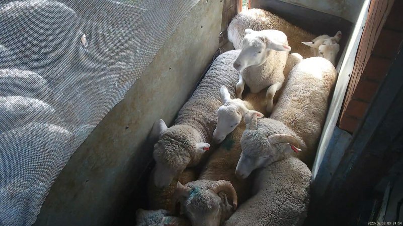 Sheep in holding pen