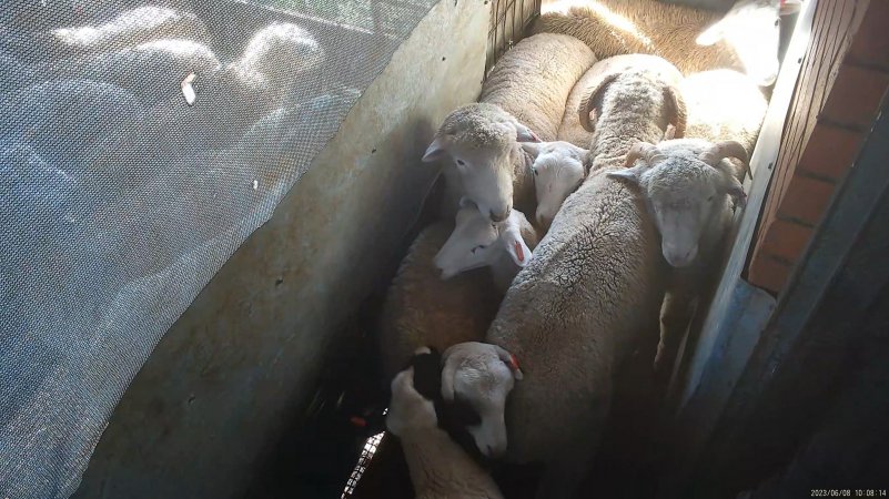 Sheep in holding pen