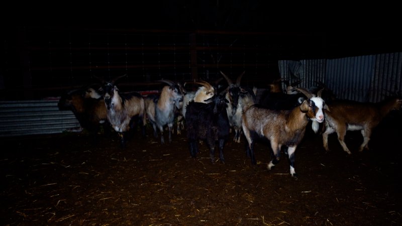 Goats in holding pen
