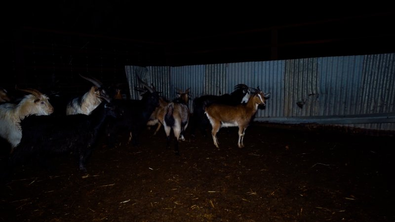 Goats in holding pen