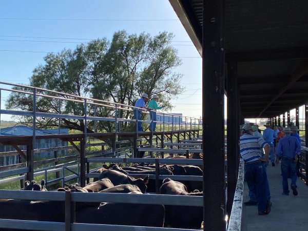 Cows in pens at Moree Saleyards