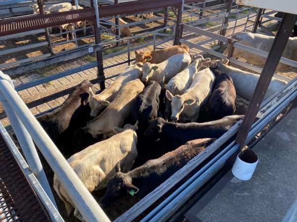 Cows in pens at Moree Saleyards