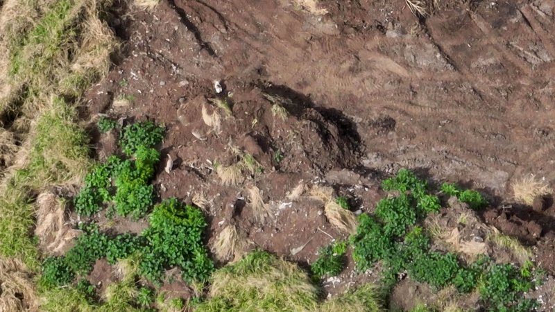 Cats investigating dead pile at piggery