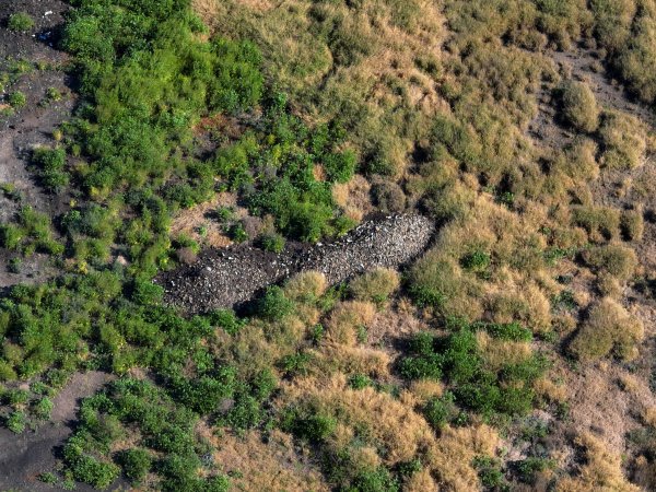 Dead Pile at Barron Piggery and Feedlot