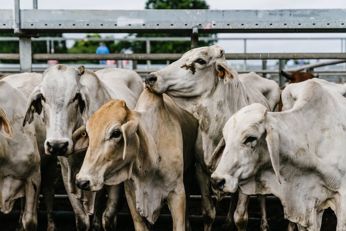 Cows at Dalrymple Saleyards