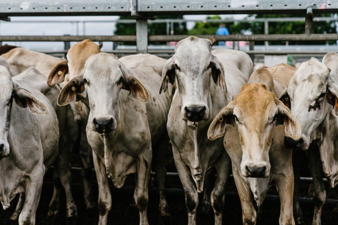 Cows at Dalrymple Saleyards