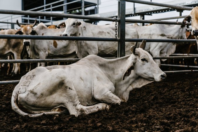 Cows at Dalrymple Saleyards