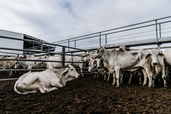 Cows at Dalrymple Saleyards