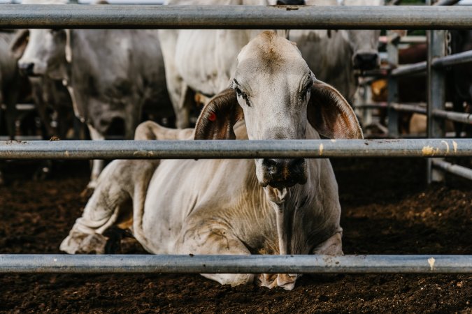 Cows at Dalrymple Saleyards