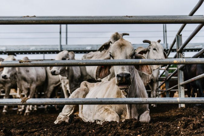 Cows at Dalrymple Saleyards