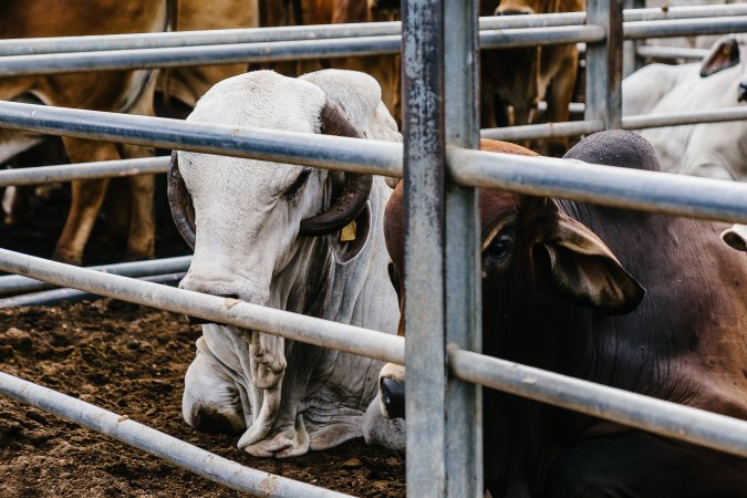 Cows at Dalrymple Saleyards