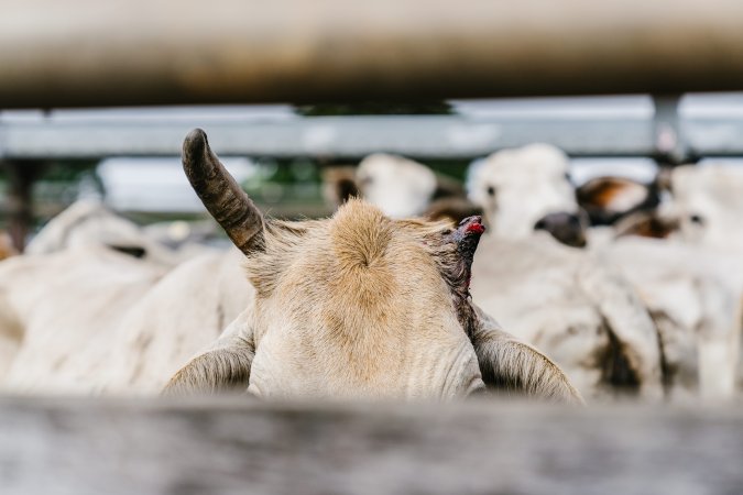 Cow with broken horn in the Saleyard