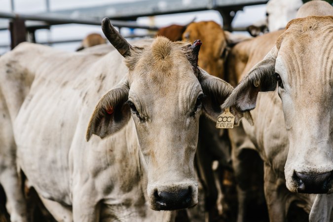 Cow with broken horn in the Saleyard