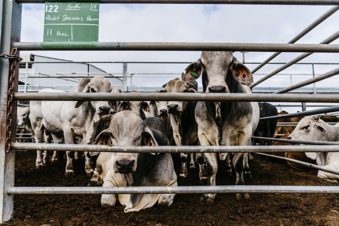 Cows at Dalrymple Saleyards