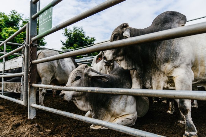 Cows at Dalrymple Saleyards