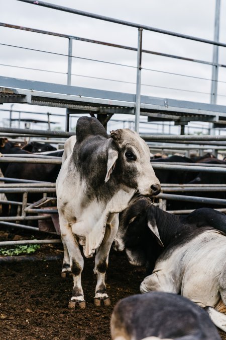 Cows at Dalrymple Saleyards