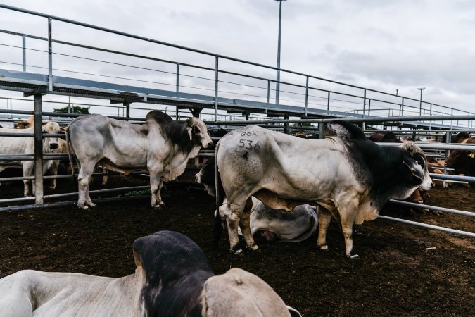 Cows at Dalrymple Saleyards