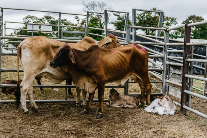 Mother and baby cows at the Saleyard