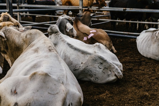 Cows at Dalrymple Saleyards