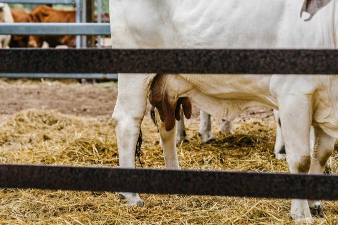 Cows at Dalrymple Saleyards