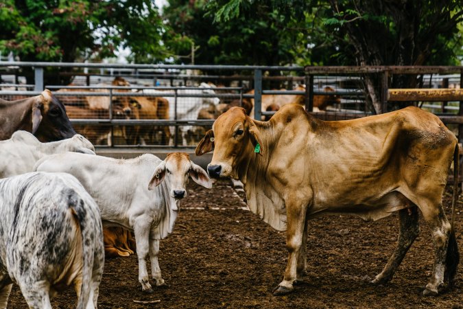 Cows at Dalrymple Saleyards