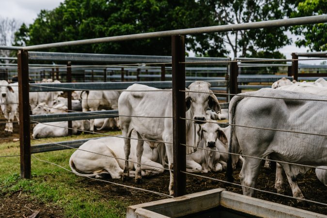 Cows at Dalrymple Saleyards