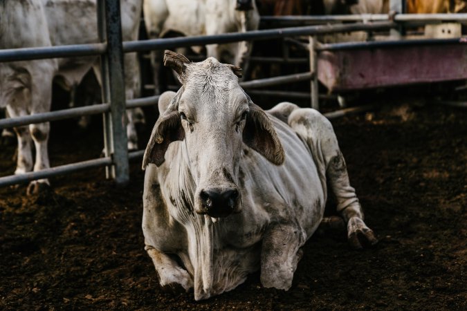 Cows at Dalrymple Saleyards