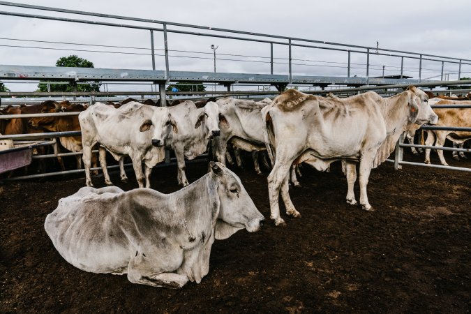 Cows at Dalrymple Saleyards