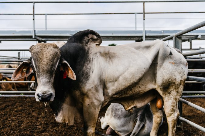 Cows at Dalrymple Saleyards