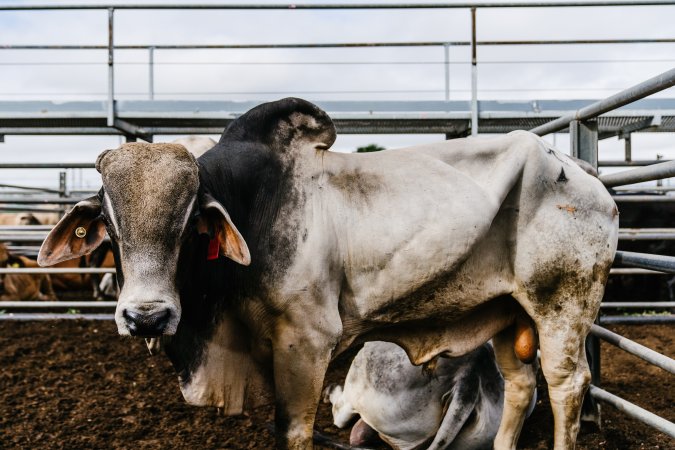 Cows at Dalrymple Saleyards