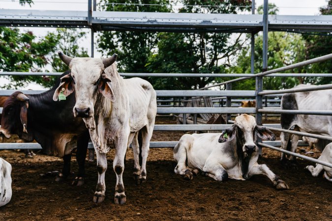 Cows at Dalrymple Saleyards