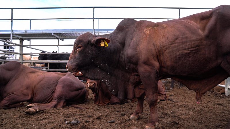 Cow with ticks at Dalrymple Saleyard