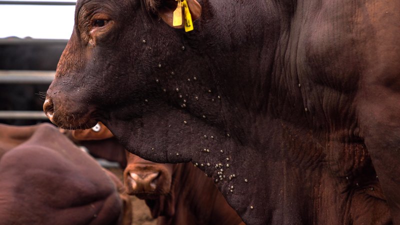 Cow with ticks at the Saleyard