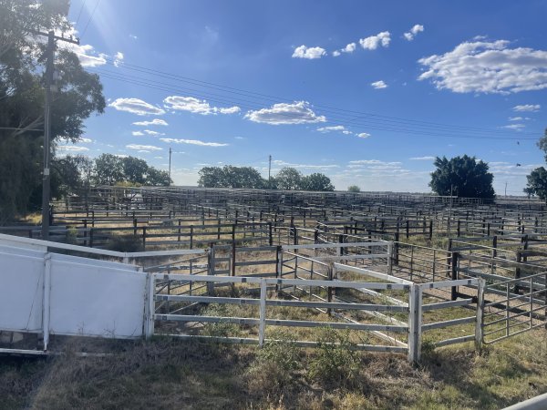 Decrepit conditions of abandoned Saleyard