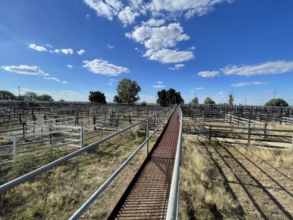 Decrepit conditions of abandoned Saleyard