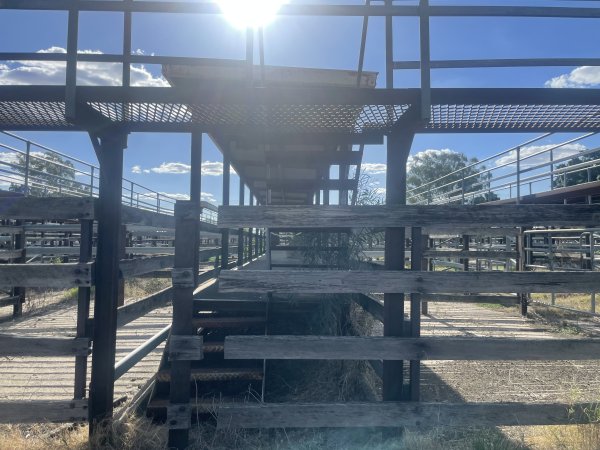 Decrepit conditions of abandoned Saleyard