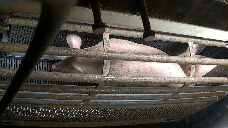 Pig entering the gondola inside the gas chamber at Corowa Slaughterhouse