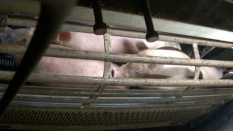 Pigs inside the gondola inside the gas chamber at Corowa Slaughterhouse