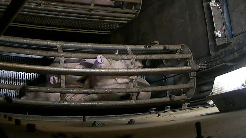 Pigs pushing their head through the bars of the gondola inside the gas chamber at Corowa Slaughterhouse