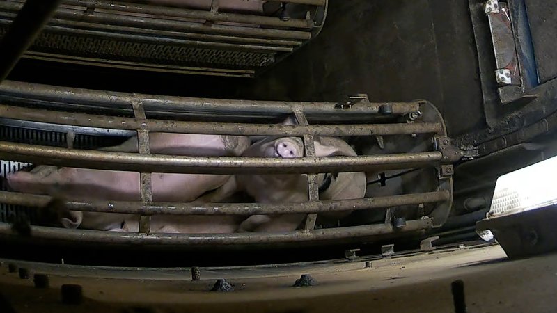 Pigs pushing their head through the bars of the gondola inside the gas chamber at Corowa Slaughterhouse