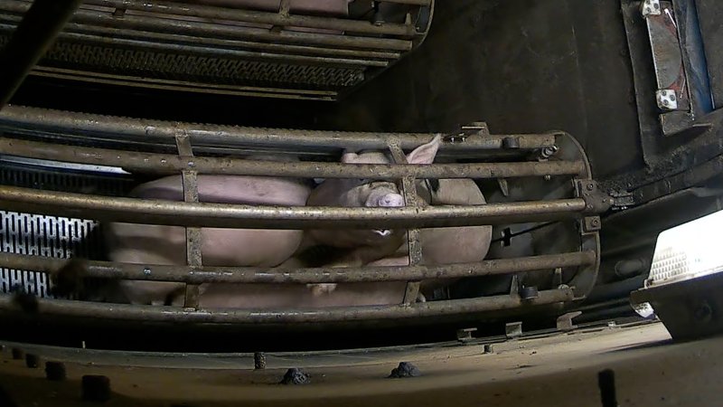 Pigs pushing their head through the bars of the gondola inside the gas chamber at Corowa Slaughterhouse