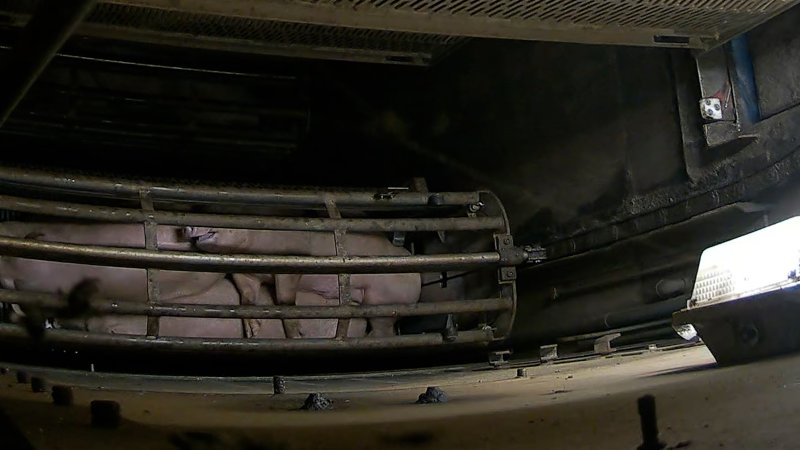 Pigs becoming unconscious inside the gas chamber at Corowa Slaughterhouse