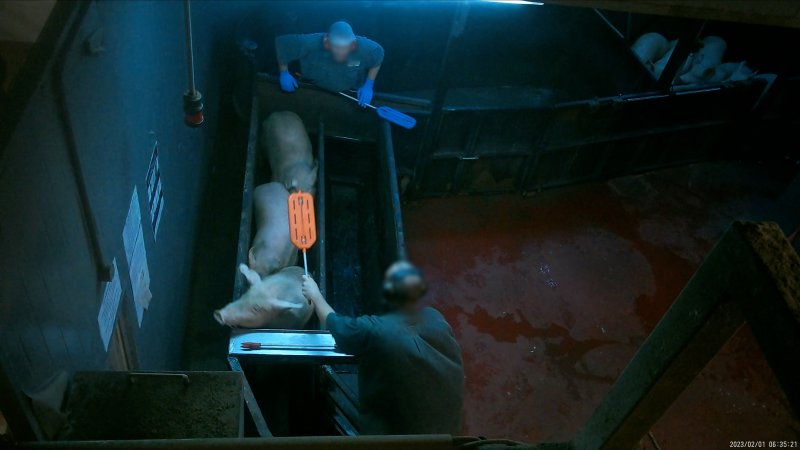 Pigs being hit with a paddle inside the race at Corowa Slaughterhouse