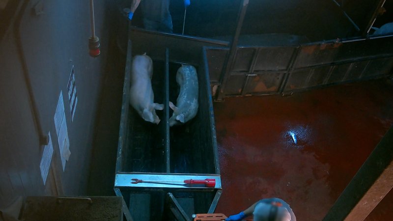 Two pigs touching noses inside the race at Corowa Slaughterhouse