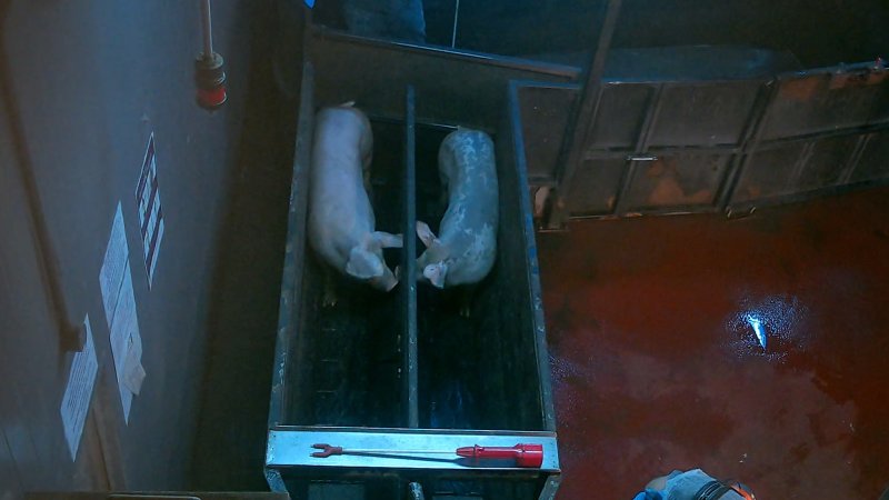 Two pigs touching noses inside the race at Corowa Slaughterhouse