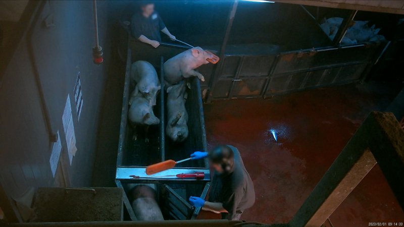 Pigs biting a worker's paddle inside the race at Corowa Slaughterhouse