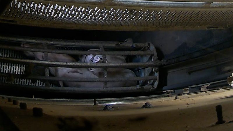 Pigs pushing their head through the bars of the gondola inside the gas chamber at Corowa Slaughterhouse