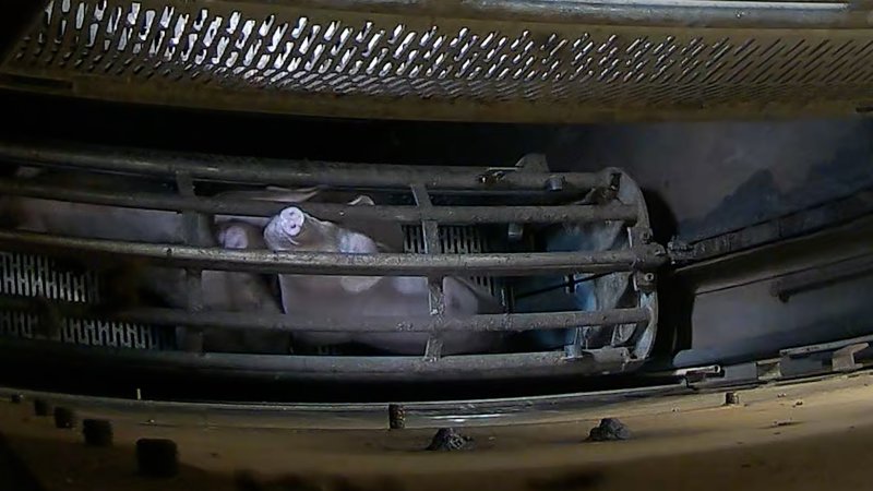 Pigs pushing their head through the bars of the gondola inside the gas chamber at Corowa Slaughterhouse