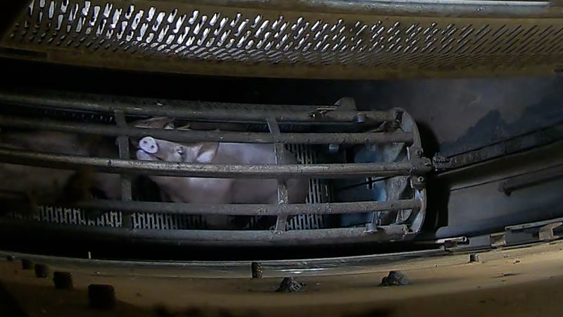 Pigs pushing their head through the bars of the gondola inside the gas chamber at Corowa Slaughterhouse