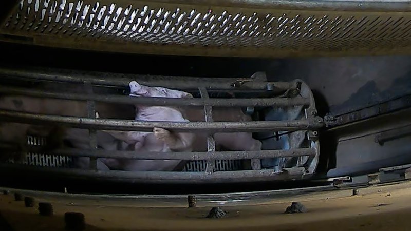 Pigs pushing their head through the bars of the gondola inside the gas chamber at Corowa Slaughterhouse